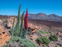 Kanaren bis Mittelmeer mit AIDA Cruises 7-14 Tage